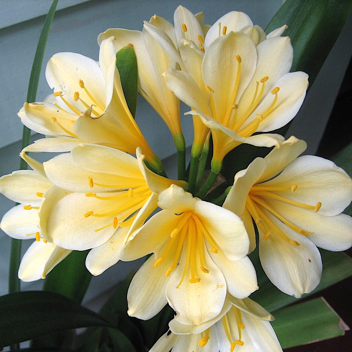 Clivia miniata var. citrina 'Yellow Star'