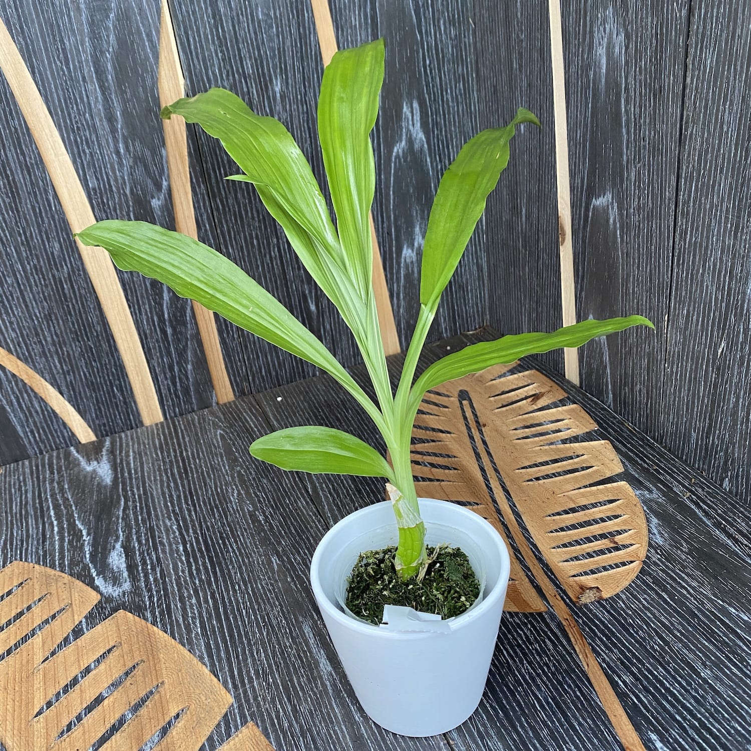 Clowesetum Penang Waltz (Clowesia warczewitzii × Catasetum Penang)