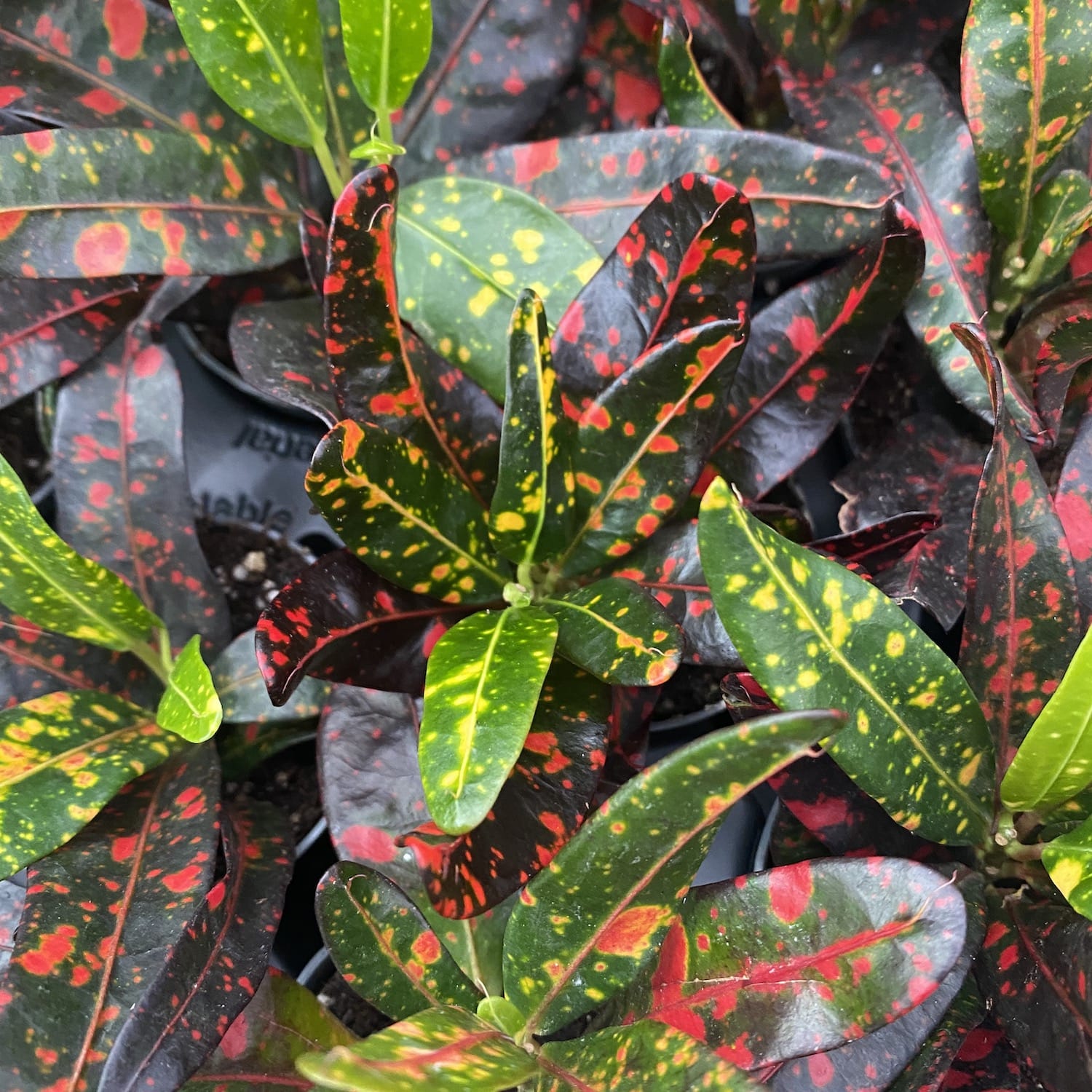 Codiaeum Red Banana * babyplant