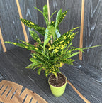 Codiaeum Variegatum Gold Dust (mlada biljka)