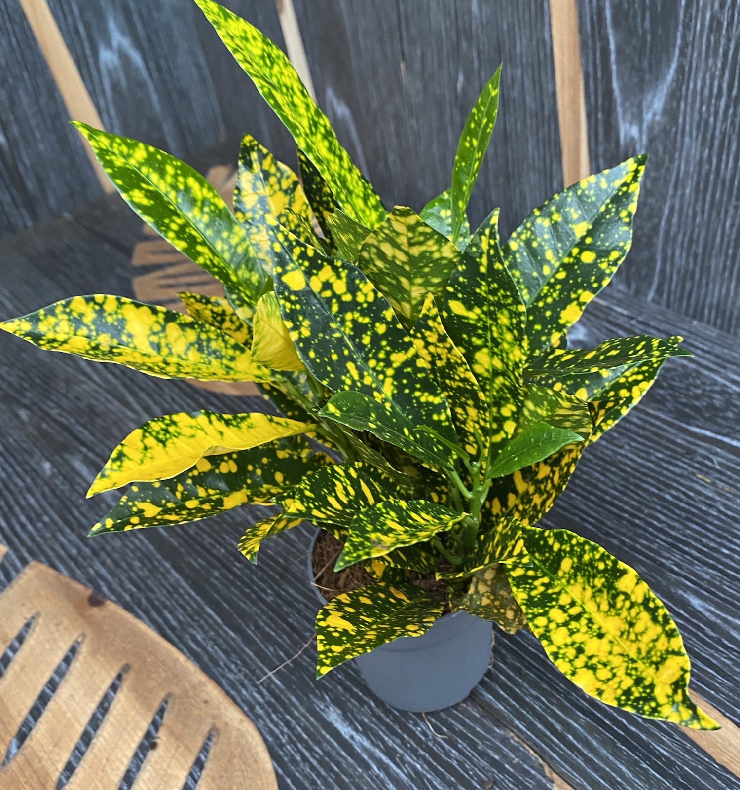 Codiaeum Variegatum Gold Dust (babyplant)