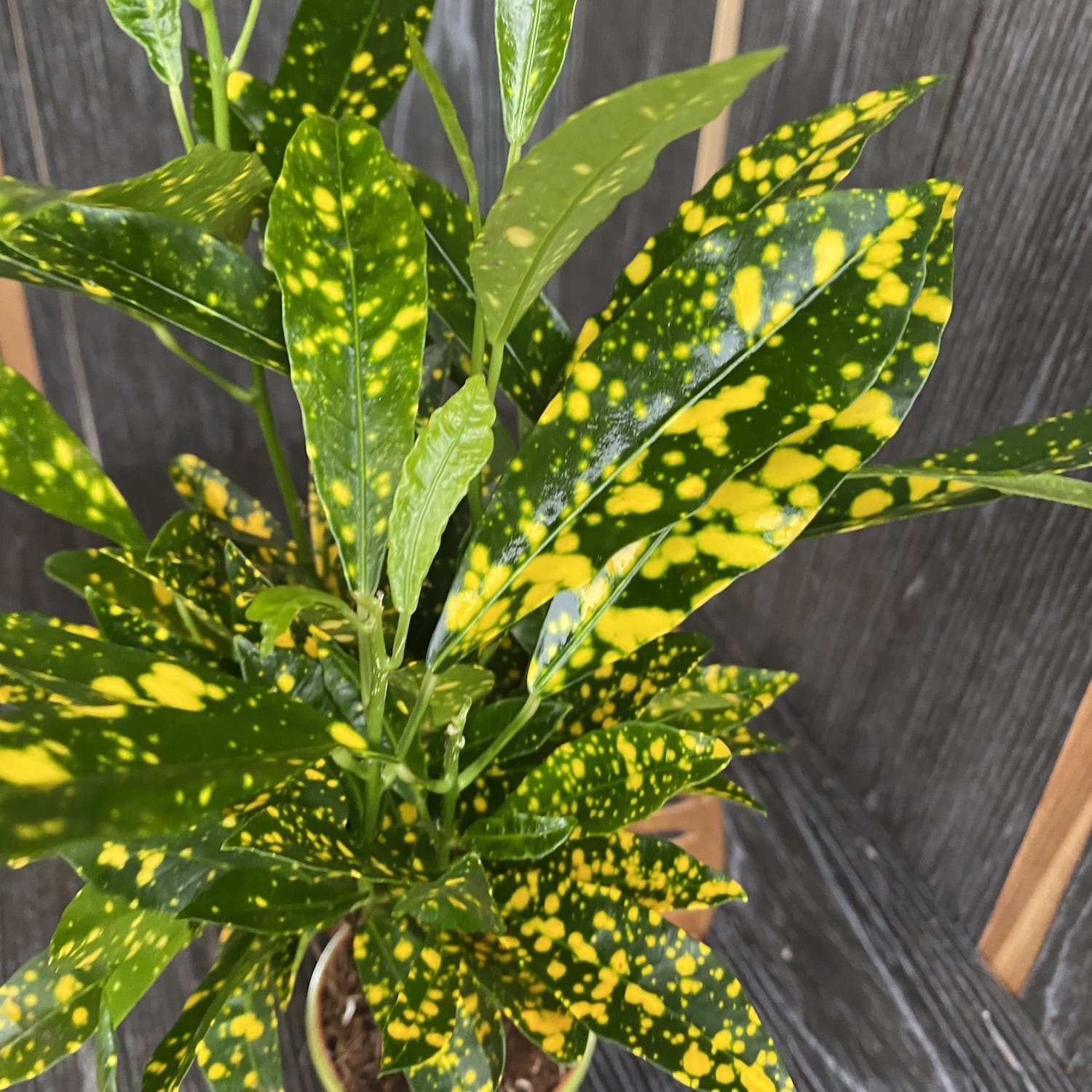 Codiaeum Variegatum Gold Dust (babyplant)