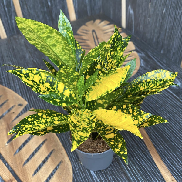 Codiaeum Variegatum Goldstaub (Babypflanze)