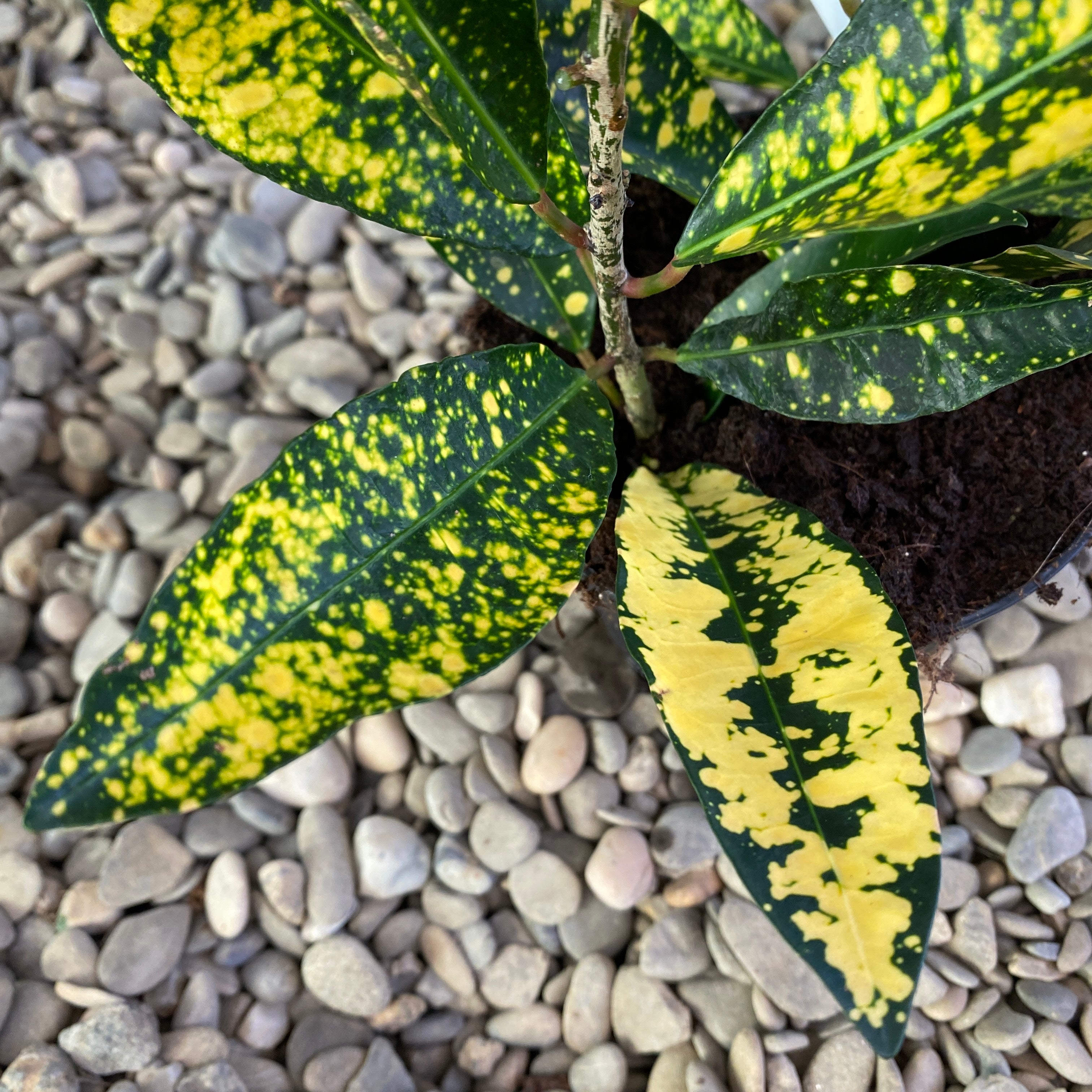 Codiaeum Variegatum (Croton Gold King)