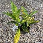 Codiaeum Variegatum (Croton Gold King)