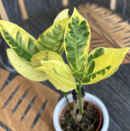 Codiaeum variegatum 'Eburneum' * babyplant