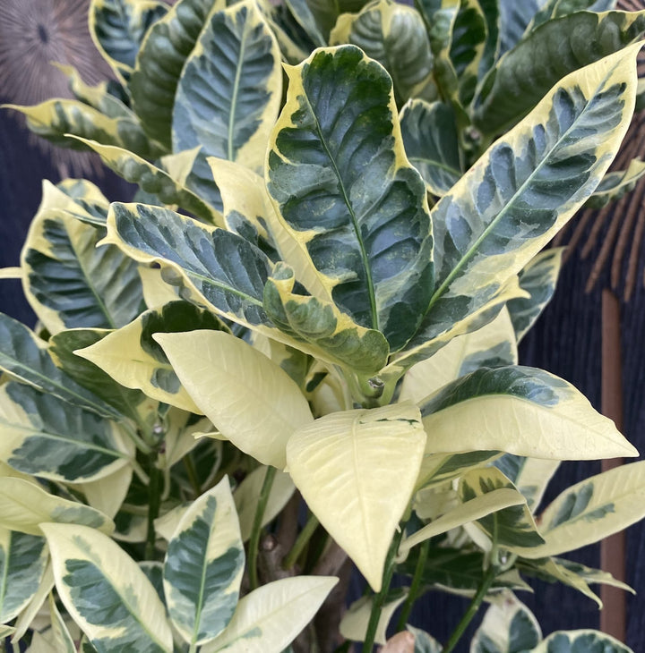 Croton Codiaeum variegatum 'Eburneum'