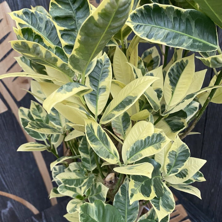 Croton Codiaeum variegatum 'Eburneum'