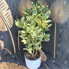 Croton Codiaeum variegatum 'Eburneum'