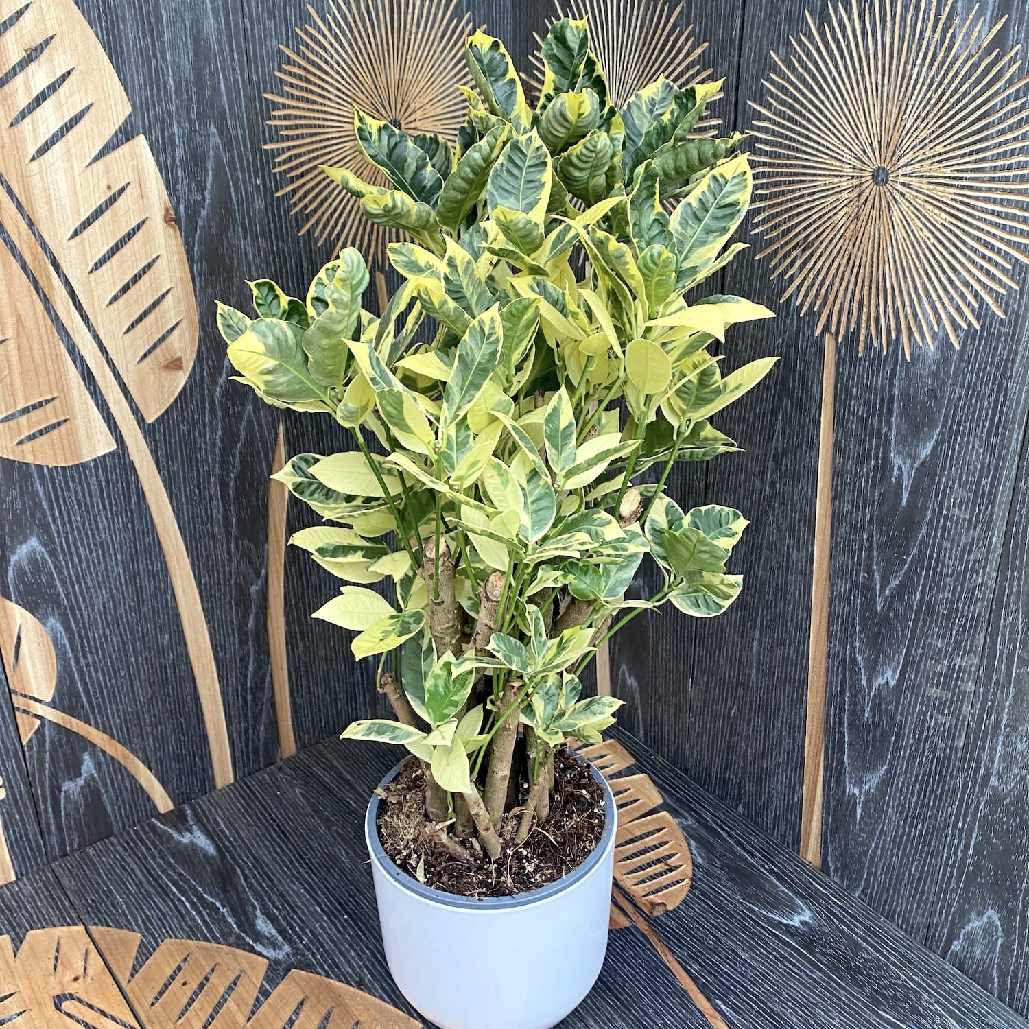 Croton Codiaeum variegatum 'Eburneum'