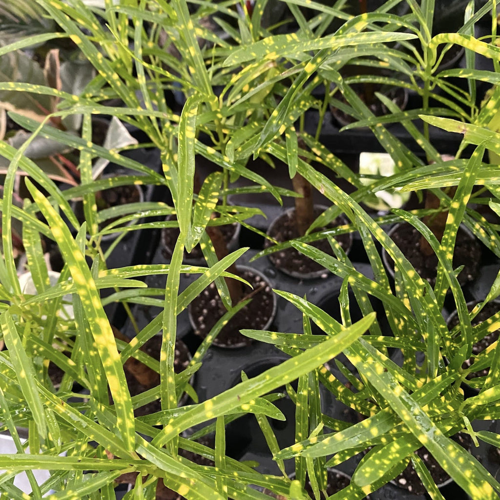 Croton Codiaeum variegatum 'Pictum Spot' * mladá rostlina