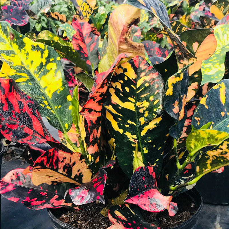 Codiaeum variegatum magnificent