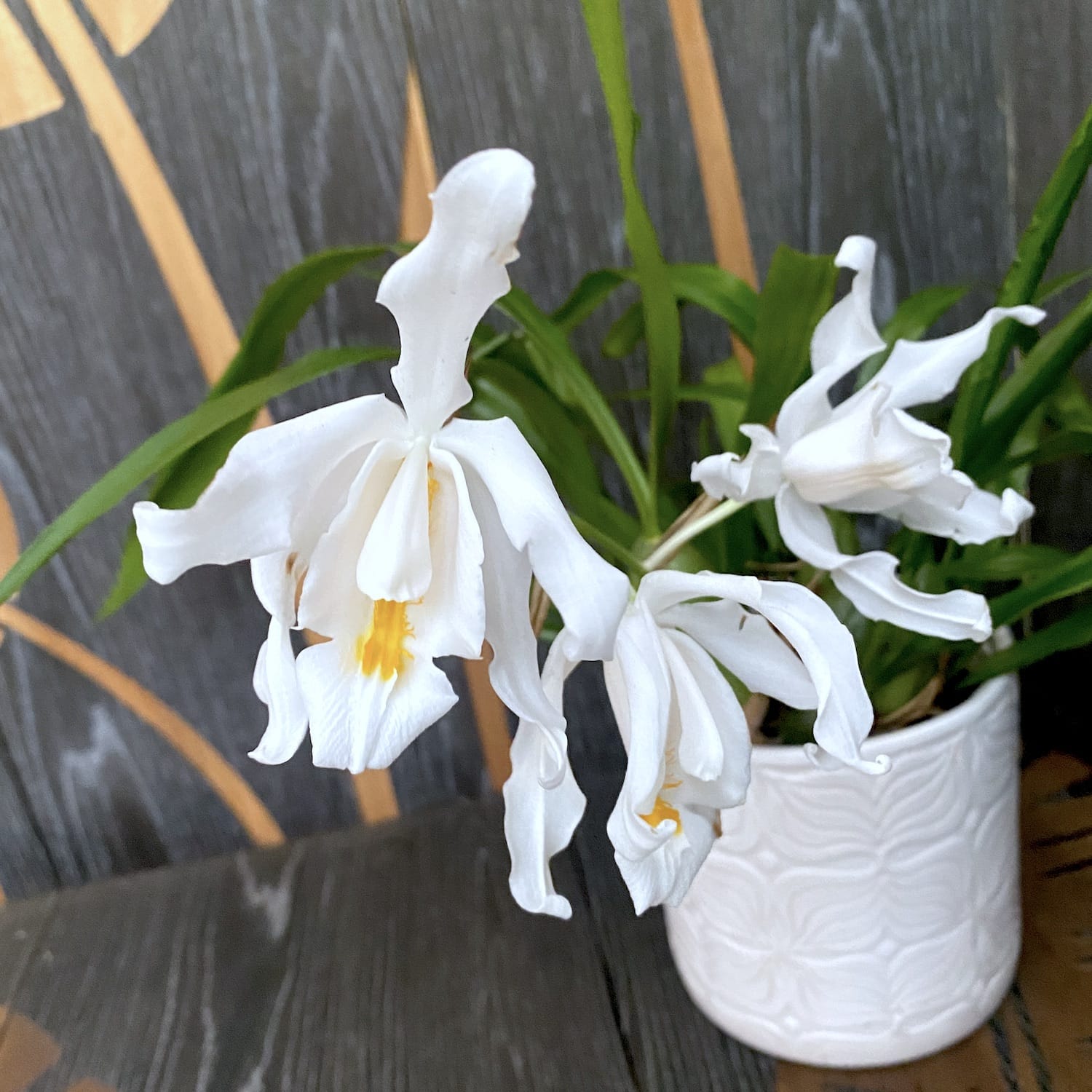 Coelogyne cristata *fragrant