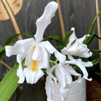 Coelogyne cristata *fragrant