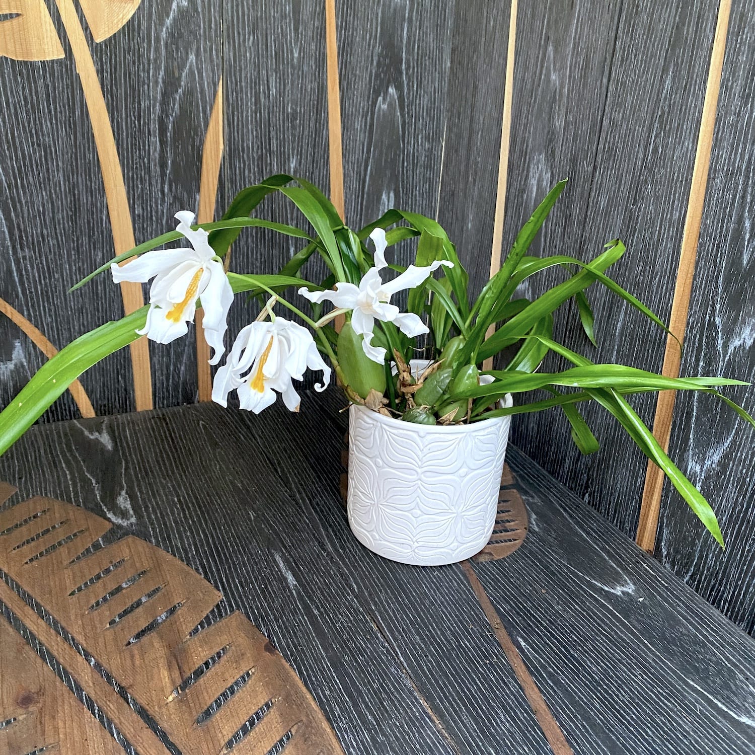 Coelogyne cristata *fragrant