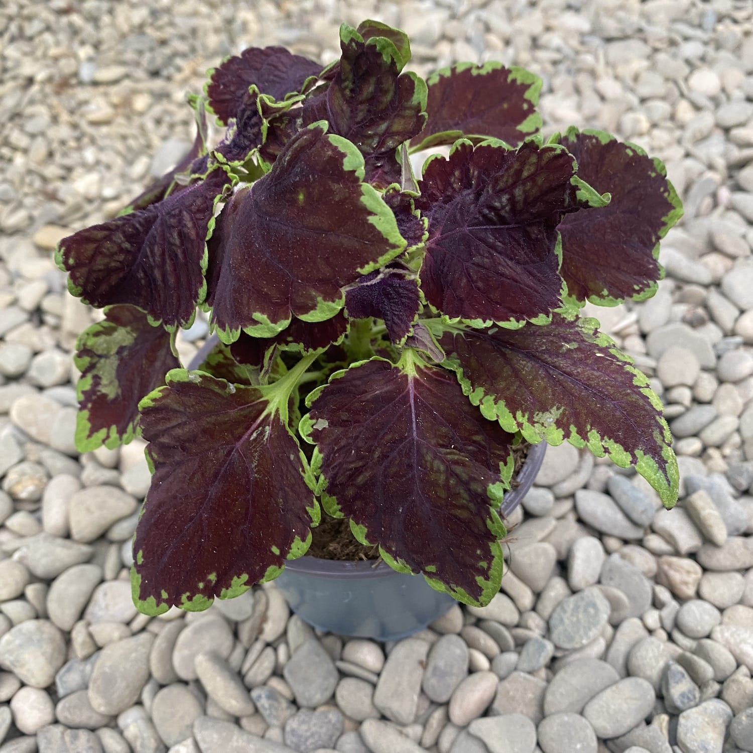Coleus MS Abbey Road (petite ortie)