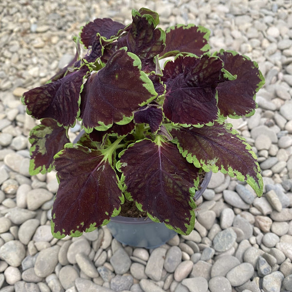 Coleus MS Abbey Road (nettle)