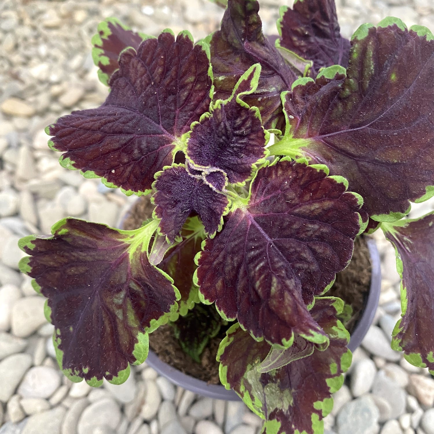Coleus MS Abbey Road (petite ortie)