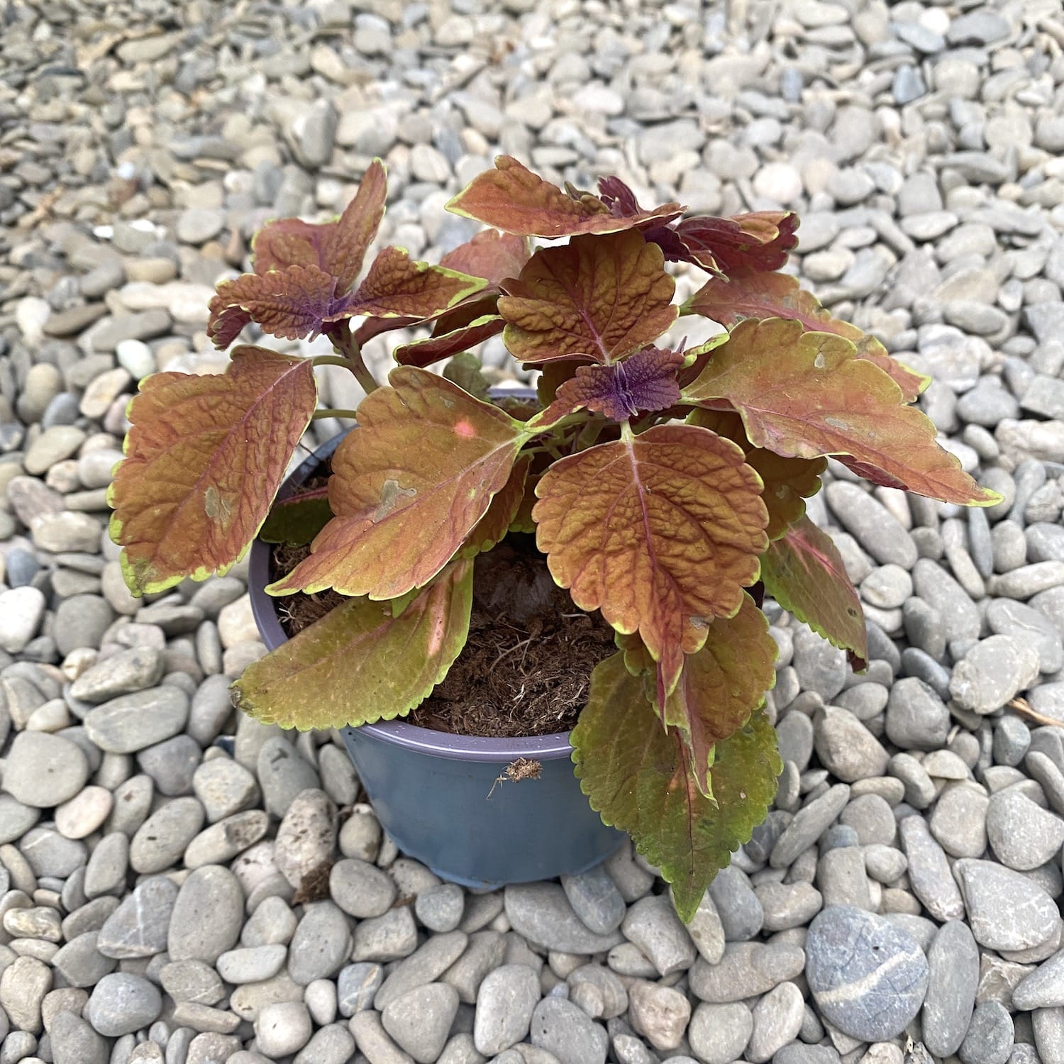 Coleus MS Sunset Boulevard (urzicuta)