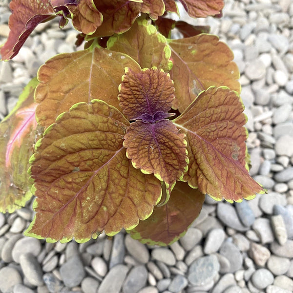 Coleus MS Sunset Boulevard (nettle)