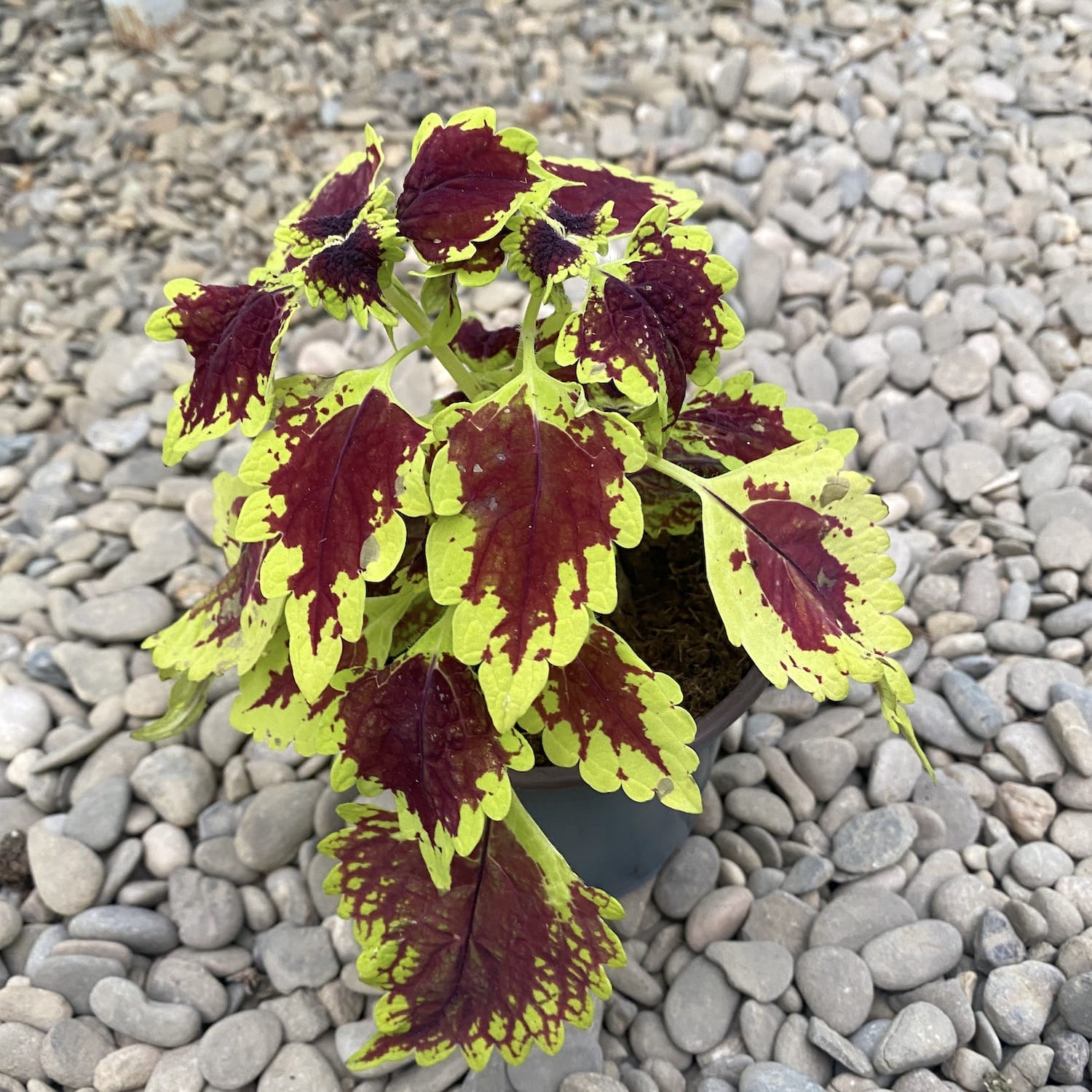 Coleus Royale Apple Brandy (urzicuta)