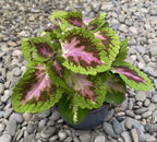 Coleus MS Fifth Avenue (csalánka)