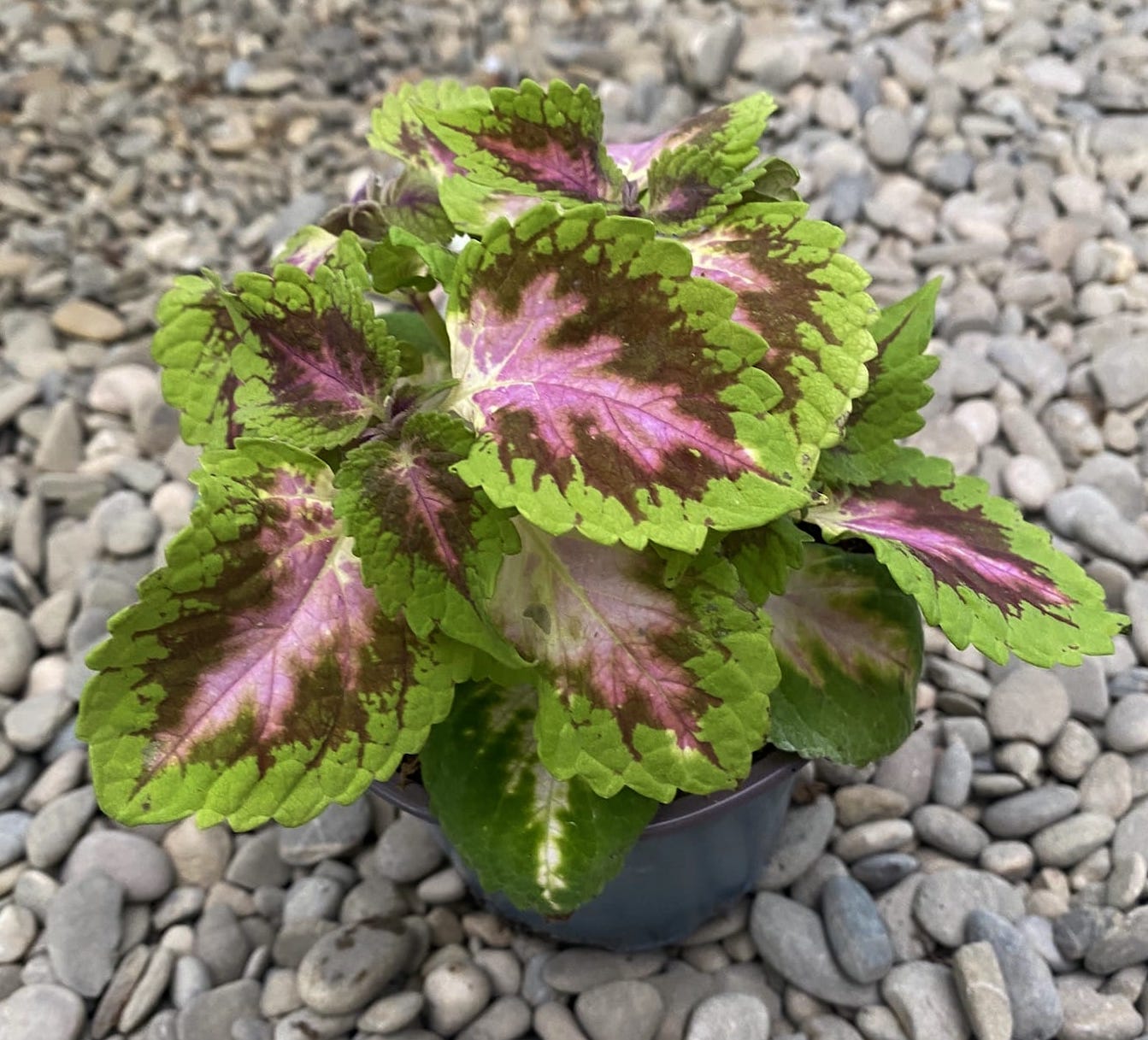 Coleus MS Fifth Avenue (petite ortie)