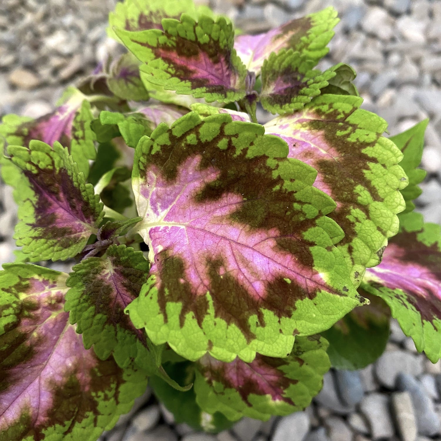 Coleus MS Fifth Avenue (petite ortie)