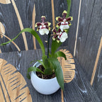 Colmanara Jungle Monarch *parfumée