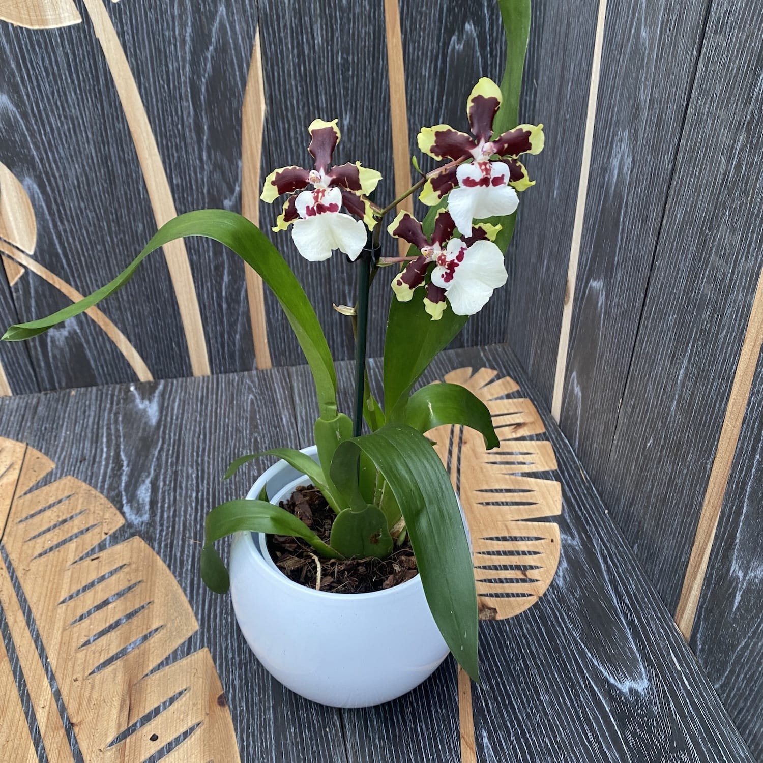 Colmanara Jungle Monarch *duftend