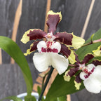 Colmanara Jungle Monarch *parfumée