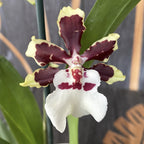 Colmanara Jungle Monarch *parfumée