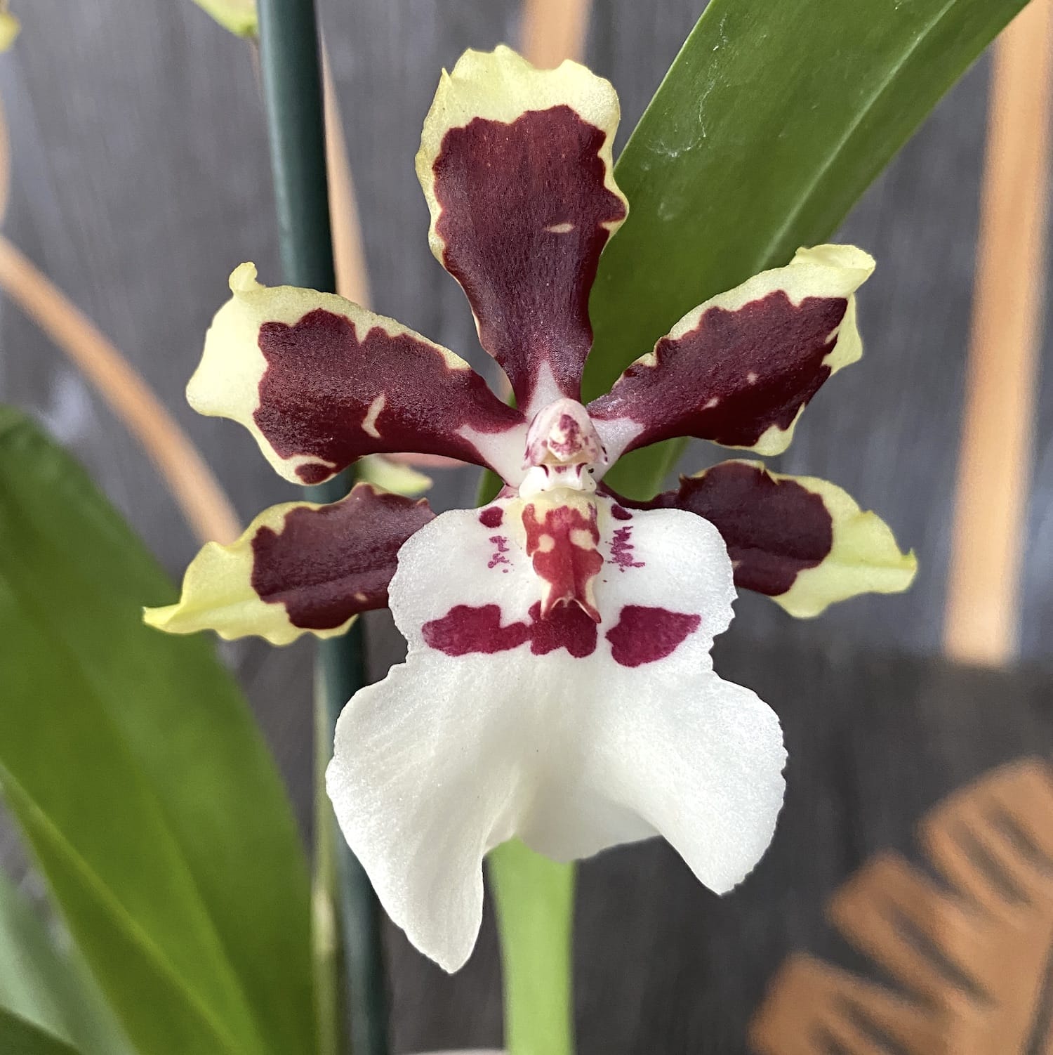 Colmanara Jungle Monarch *duftend