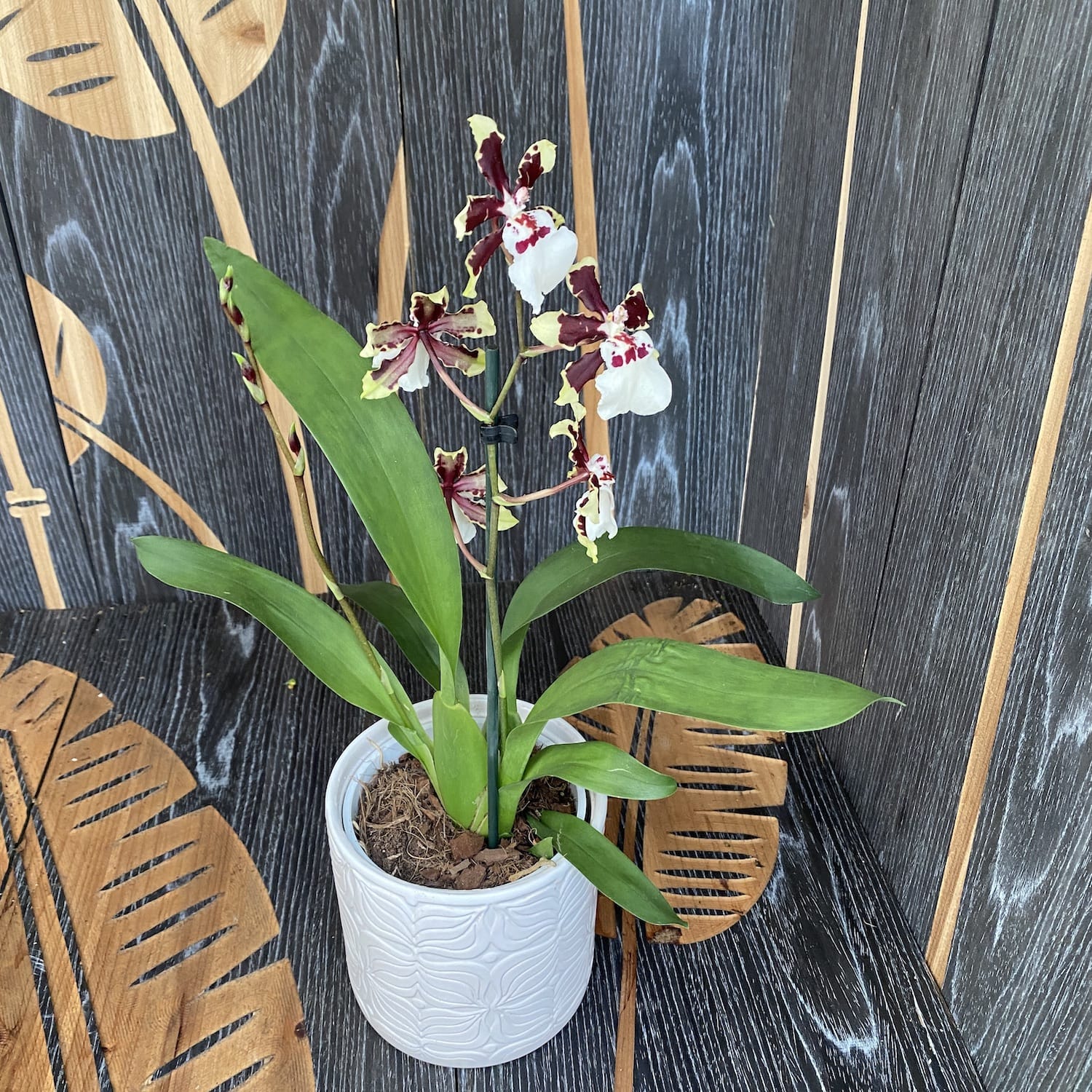 Colmanara Jungle Monarch *duftend