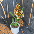 Colmanara tropic Jungle *pachnąca