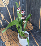 Colmanara tropic 'Black Pearl' *duftend