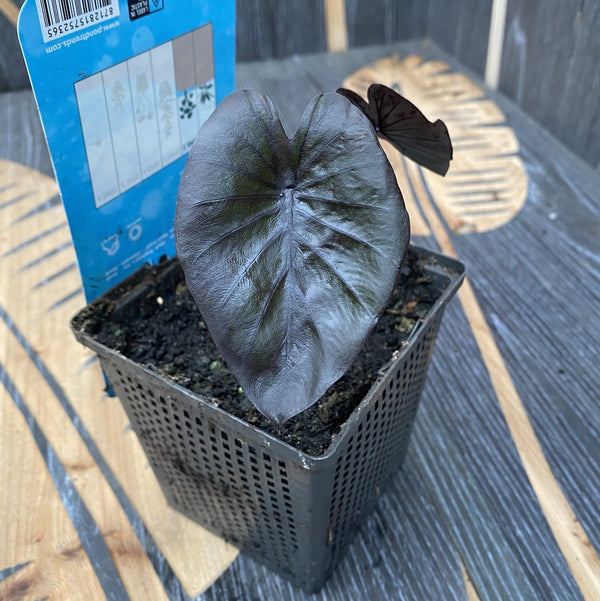 Colocasia esculenta 'Black Magic' (Babypflanze)