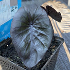 Colocasia esculenta 'Black Magic'
