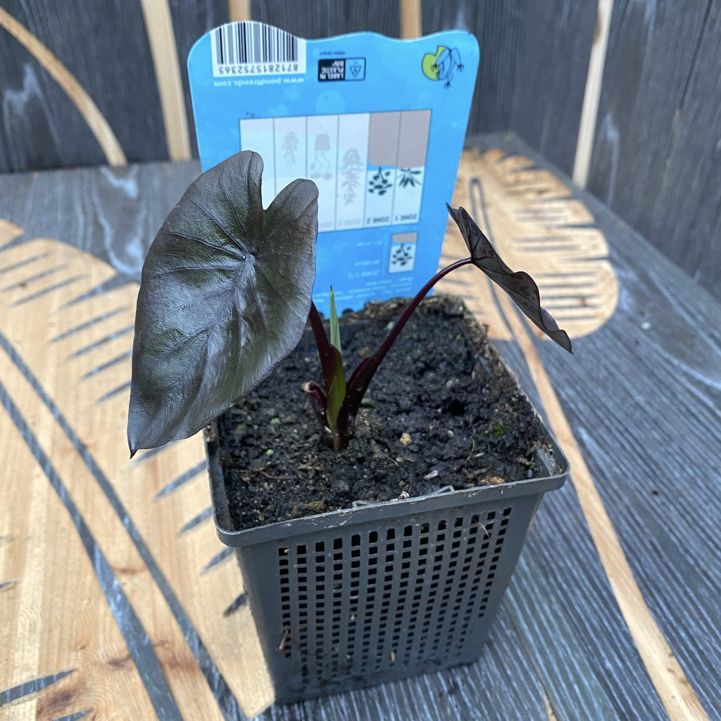 Colocasia esculenta 'Black Magic' (mladá rastlina)