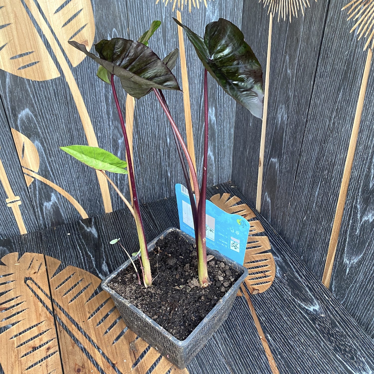 Colocasia esculenta 'Black Magic'