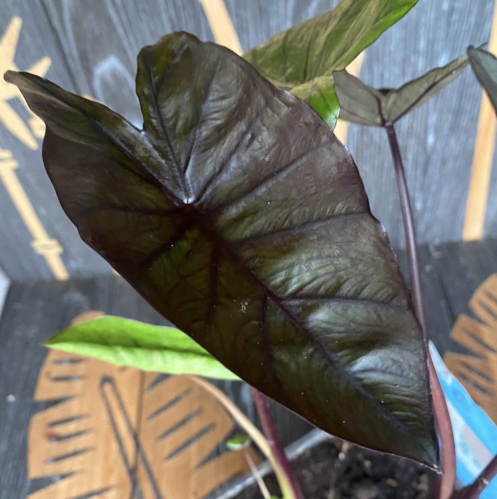 Colocasia esculenta 'Black Magic'
