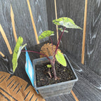 Colocasia esculenta 'Cintho Mojito' (Taro) - 2 Pflanzen/Topf