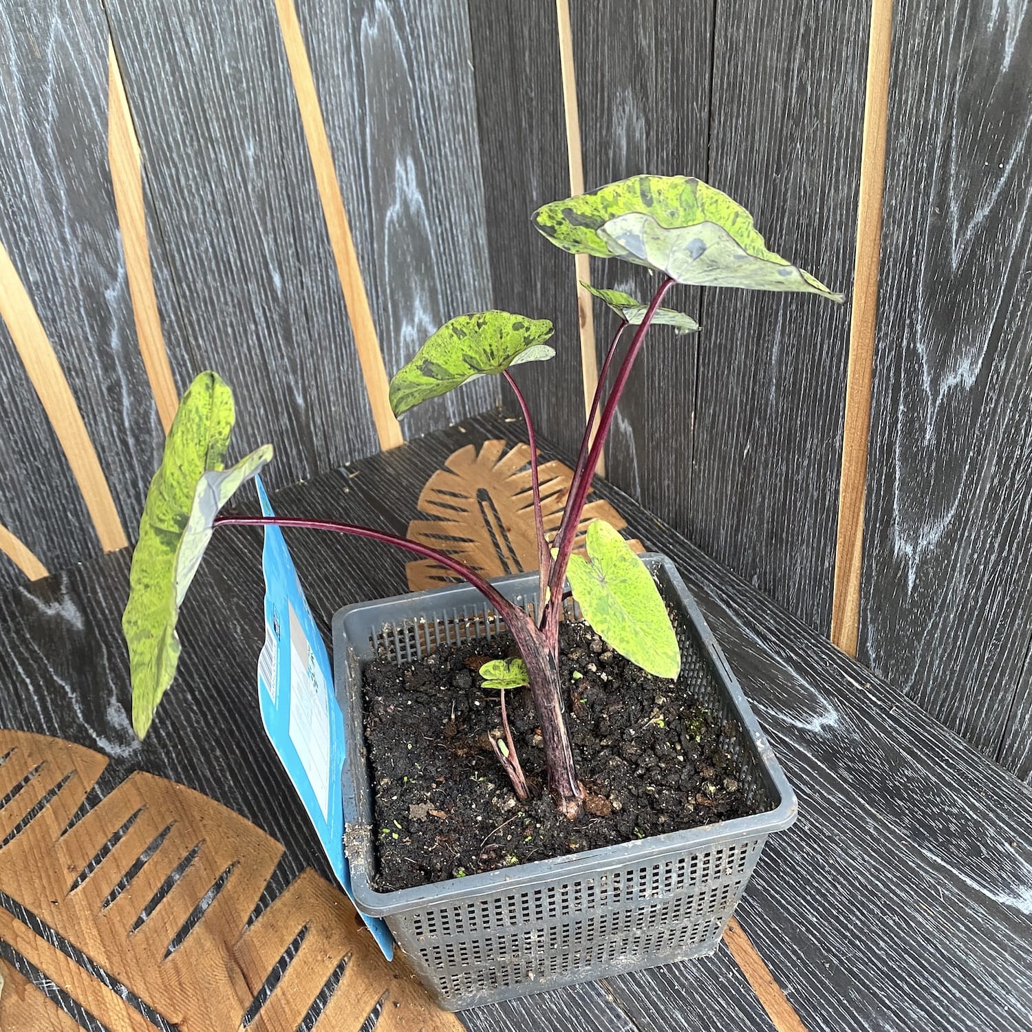 Colocasia esculenta 'Cintho Mojito' (Taro) - 2 plante/ghiveci