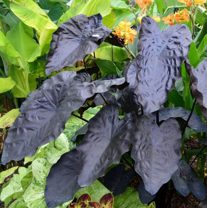 Colocasia esculenta 'Painted Black'