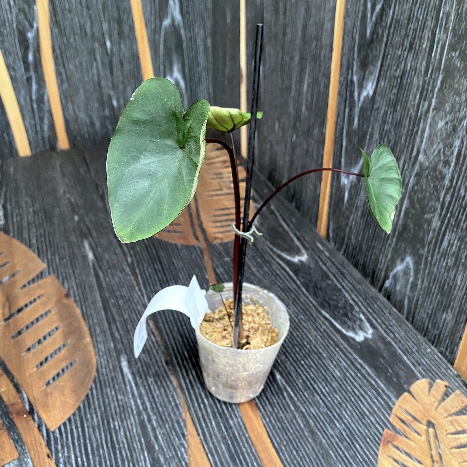 Colocasia esculenta 'Painted Black' (Gecko Series)