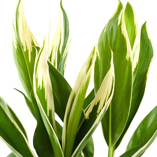 Cordyline fruticosa Conga (Lucky Plant) - the lucky plant