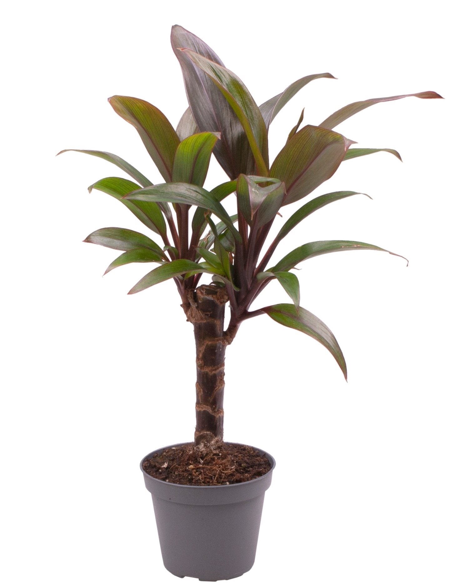 Cordyline fruticosa 'Purple Compacta'*babyplant