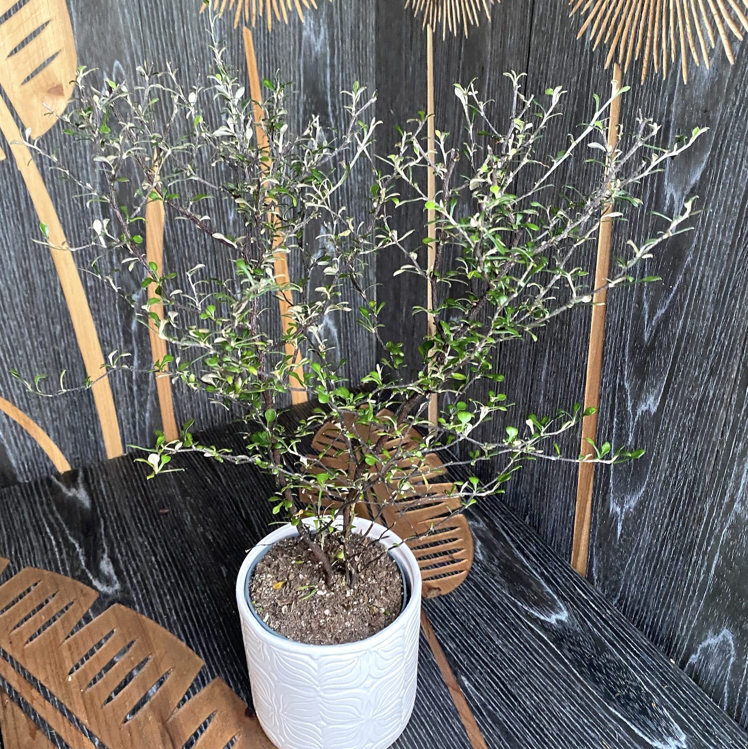 Corokia × virgata 'Maori Green'