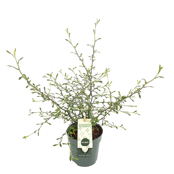 Corokia × virgata 'Maori Green'