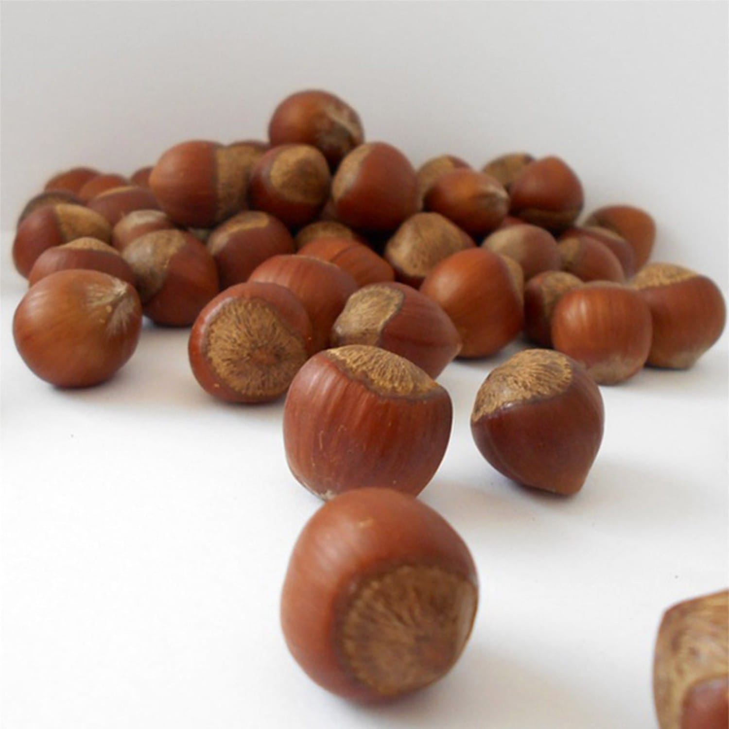 Corylus avellana 'Rode Zellernoot' (Purple Hazel)